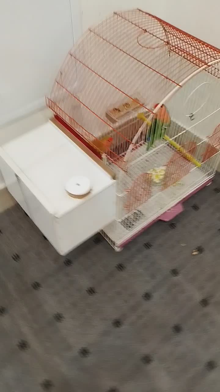 جفت طوطی برزیلی مولد|پرنده|سجاس رود, |دیوار