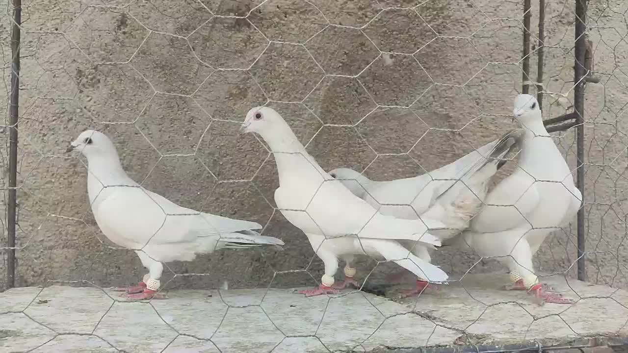 زرد کرمونی مصری کرمونی قره کرمونی|پرنده|مشهد, هفده شهریور|دیوار