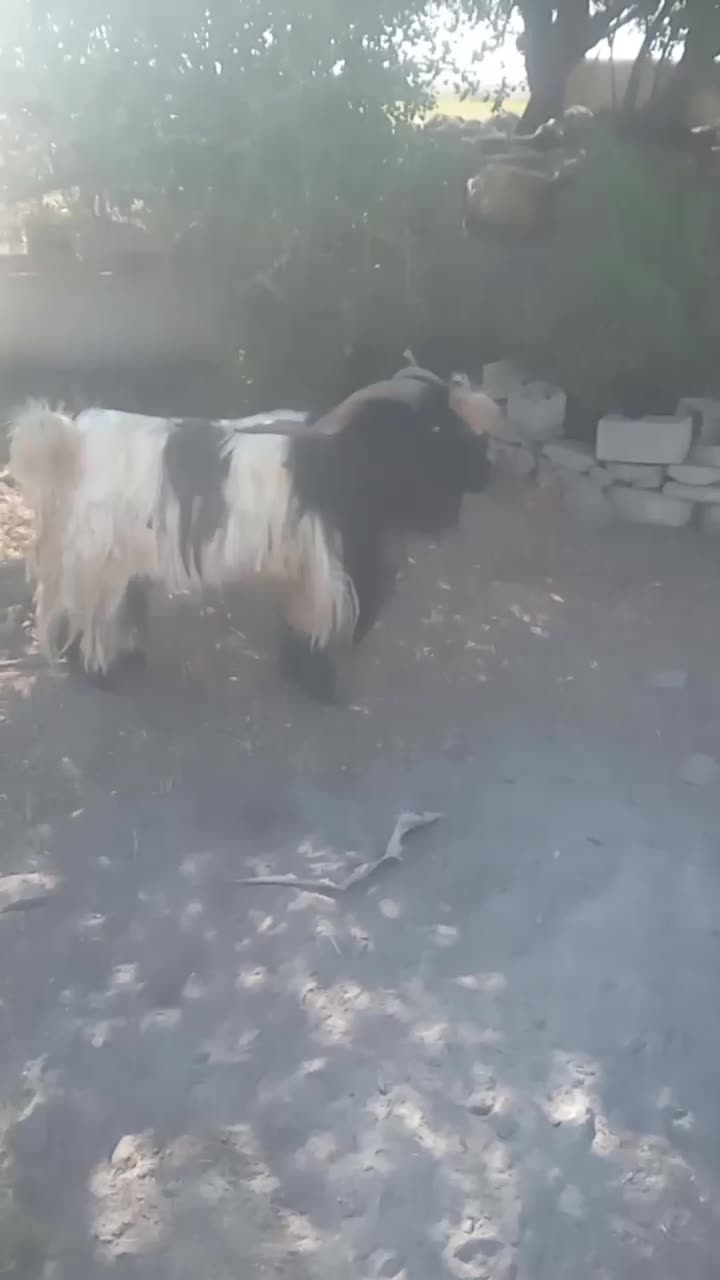 چش دوبور  بهده|حیوانات مزرعه|گتوند, |دیوار