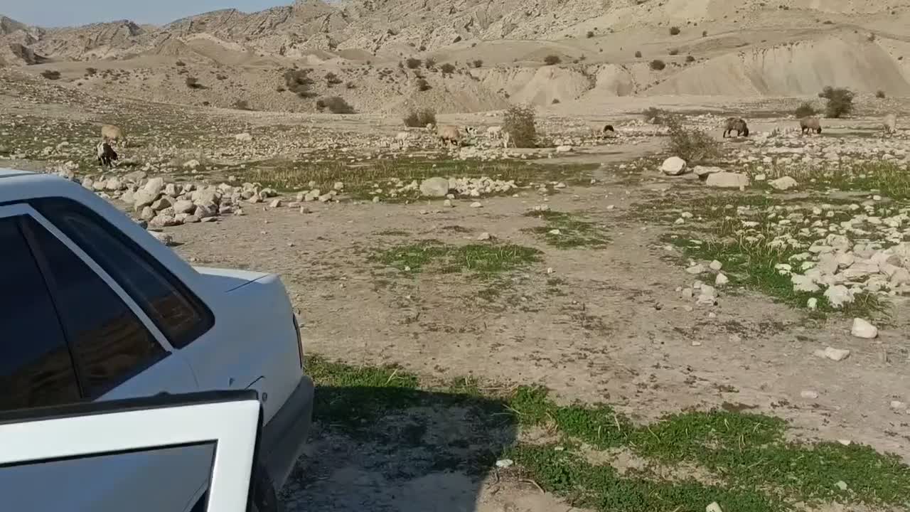 چراگاه گوسفند،اجاره قشلاق ۹ دانگ،شهرستان فراشبند|اجارهٔ دفتر صنعتی، کشاورزی، تجاری|شیراز, رکن‌آباد|دیوار