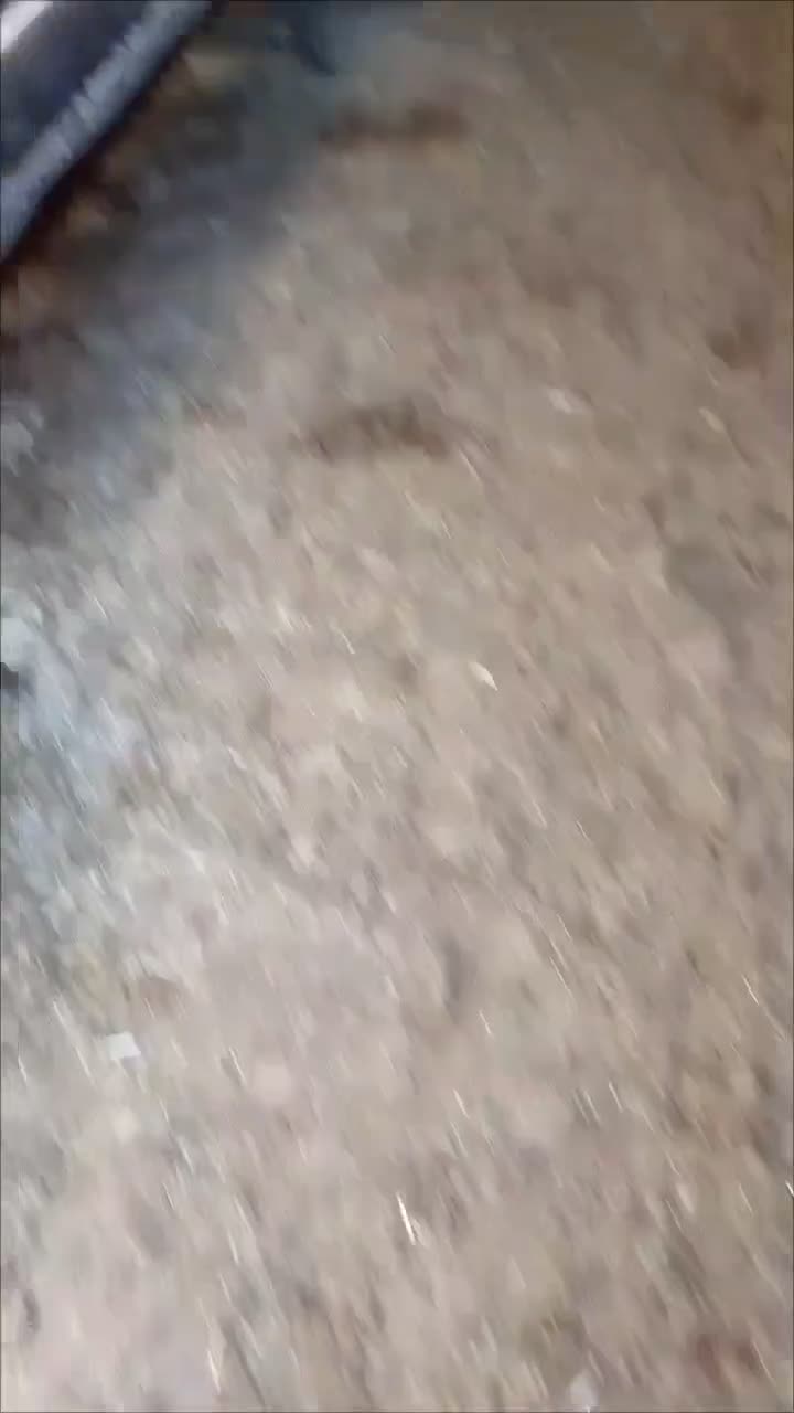 ۹راس میش افشار آبستن|حیوانات مزرعه|مهریز, |دیوار