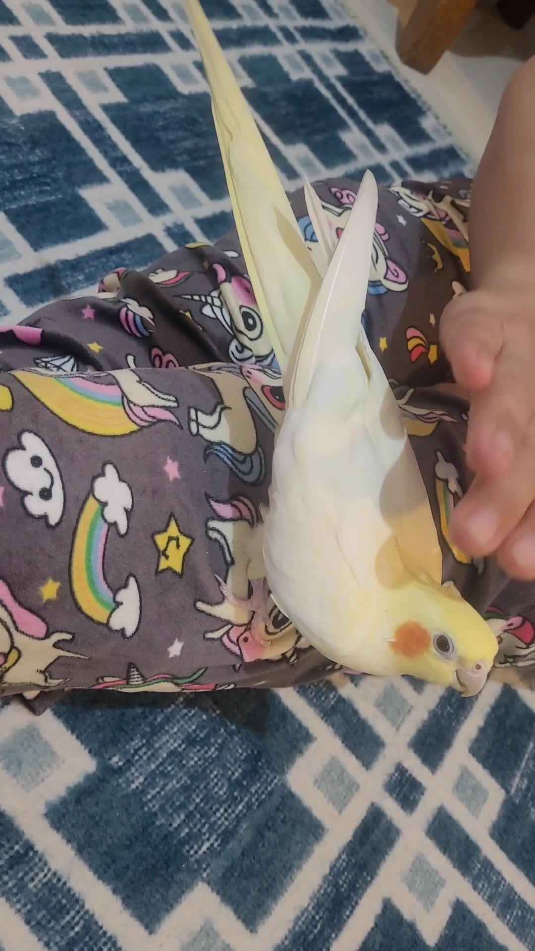 فروش طوطی|پرنده|فردیس, شهرک شهید حسینی|دیوار