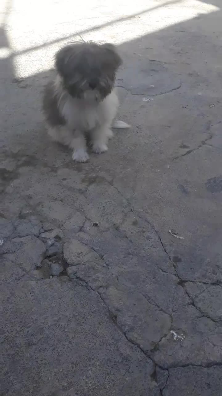 توله سگ پاپی  شیتزو خونگی سایز ریز|سگ|مبارکه, |دیوار