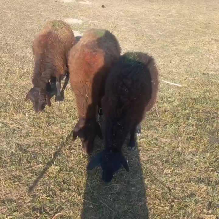 تعدادی۲۲راس‌میش‌جوان‌‌،جفتی۳۹ملیون|حیوانات مزرعه|انگوران, |دیوار