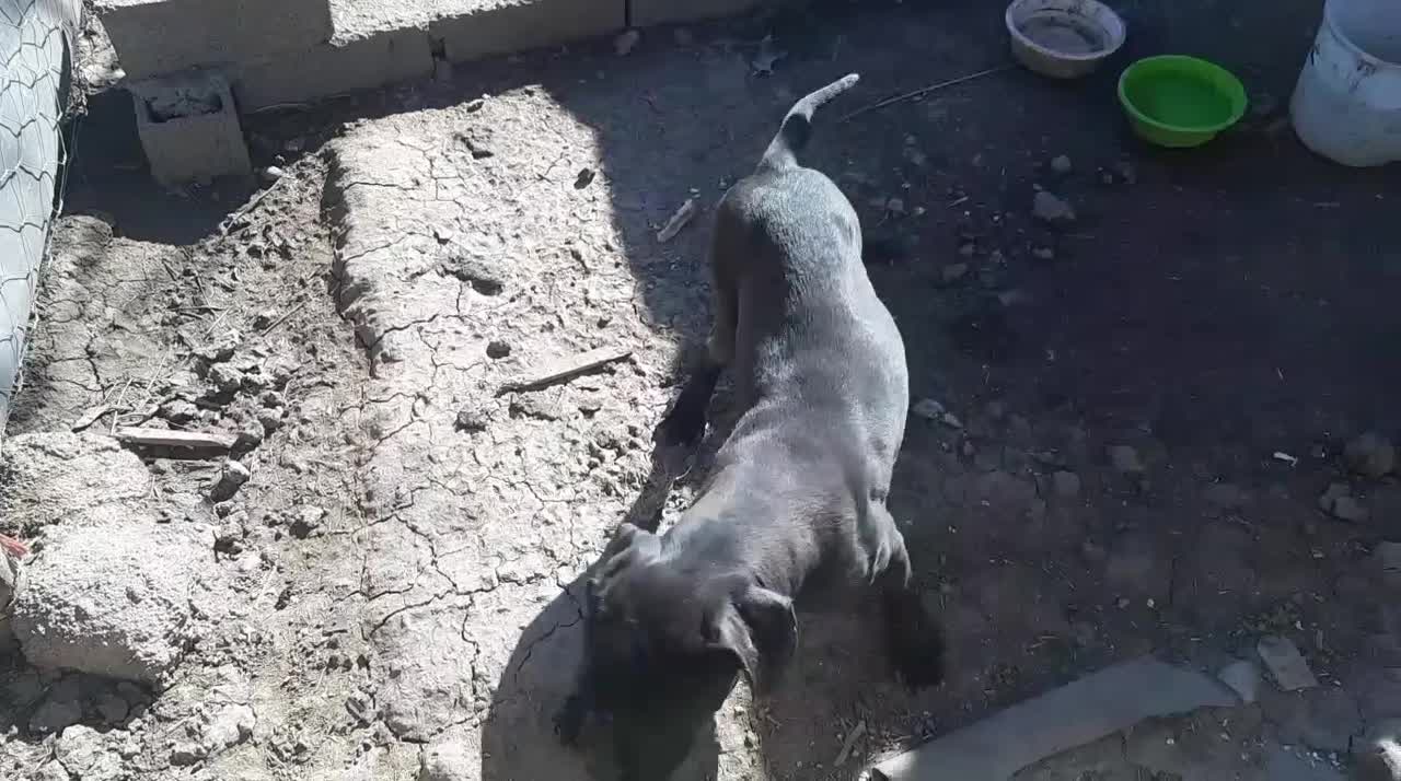 سگ پژدر ماده ی جفت امریکن بولی|سگ|علی‌آباد کتول, |دیوار