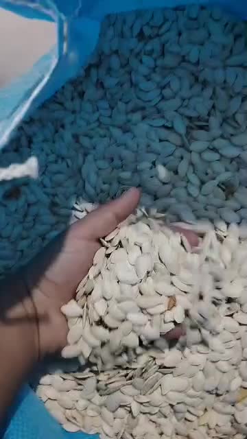 تخمه کدو گوشتی|عمدهفروشی|بهمن صغاد, |دیوار