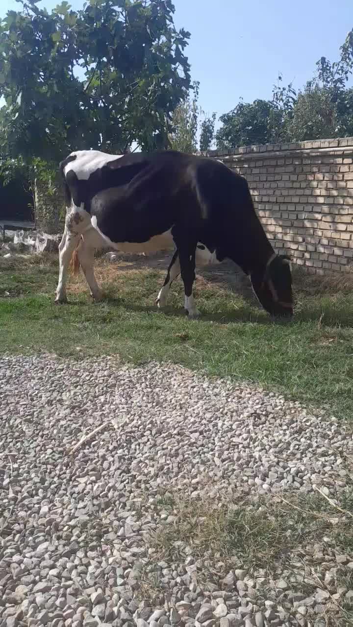 گاوهلشتاین ابستن سنگین ۱۶روزمانده برای زایمان|حیوانات مزرعه|گنبد کاووس, |دیوار