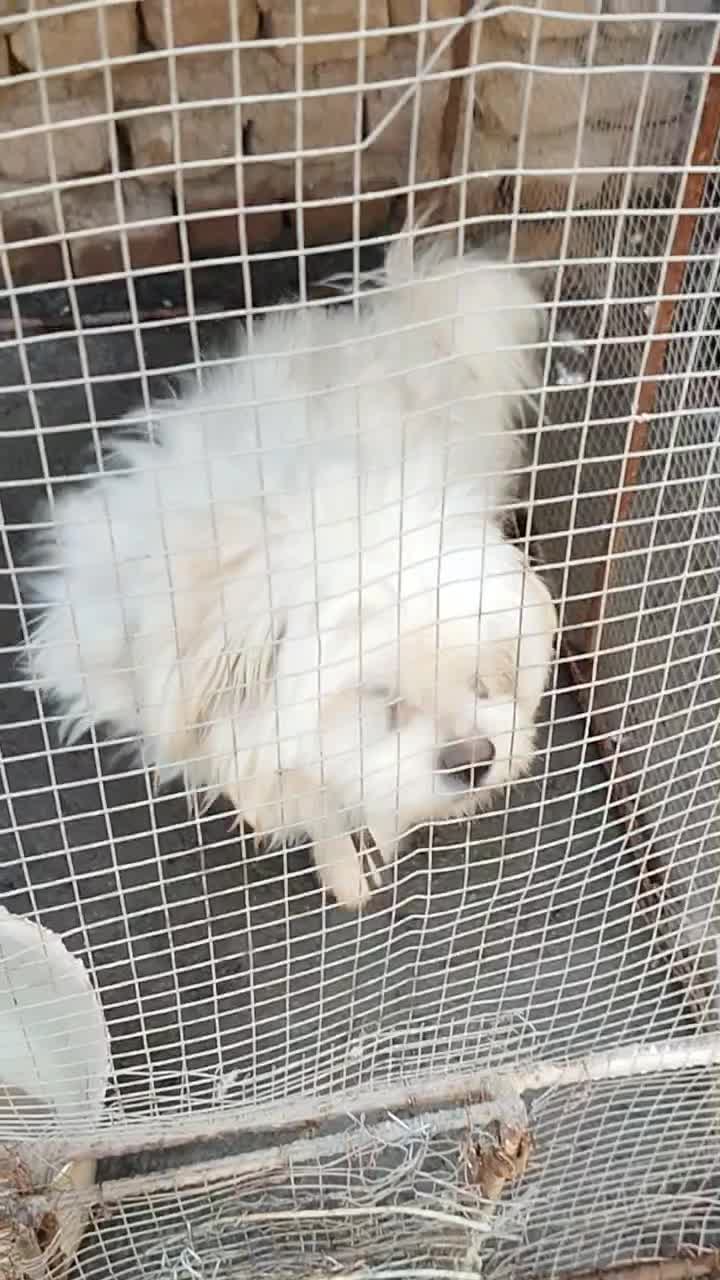 سگ پا کوتا|سگ|بم, |دیوار