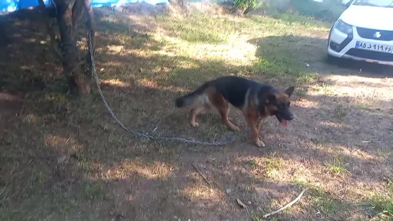 ژرمن ماده یکونیم ساله|سگ|رشت, جانبازان|دیوار