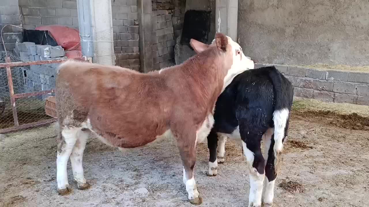 دوراس گوساله نر سیمینتال آنتیک آنتیک جنس بالا|حیوانات مزرعه|سیوان, |دیوار