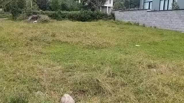 فروش زمین ۳۹۲ متری در قاسم آباد چابکسر|فروش زمین و ملک کلنگی|چابکسر, |دیوار