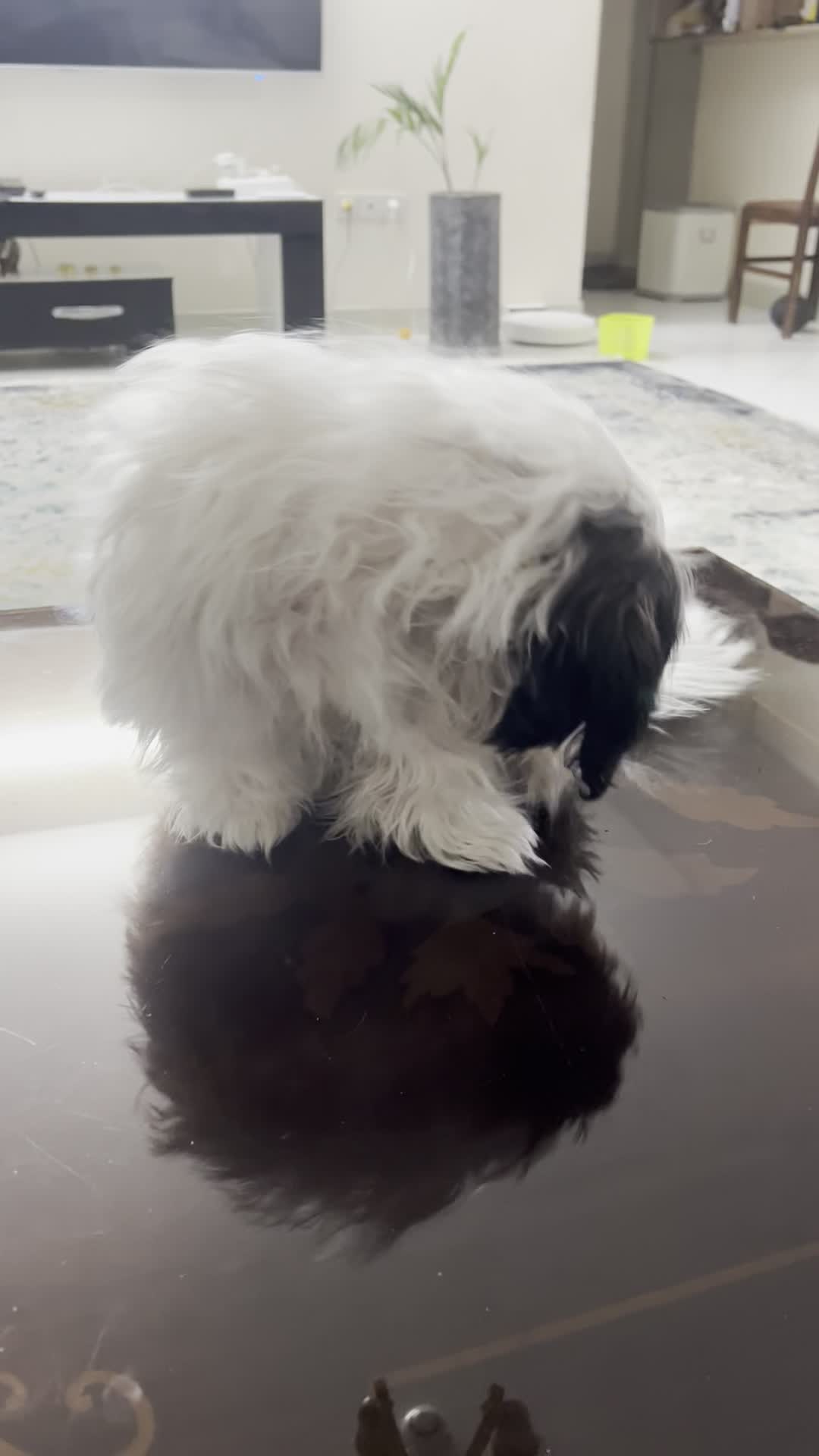 پودل کراس کوچولو|سگ|طرقبه, |دیوار