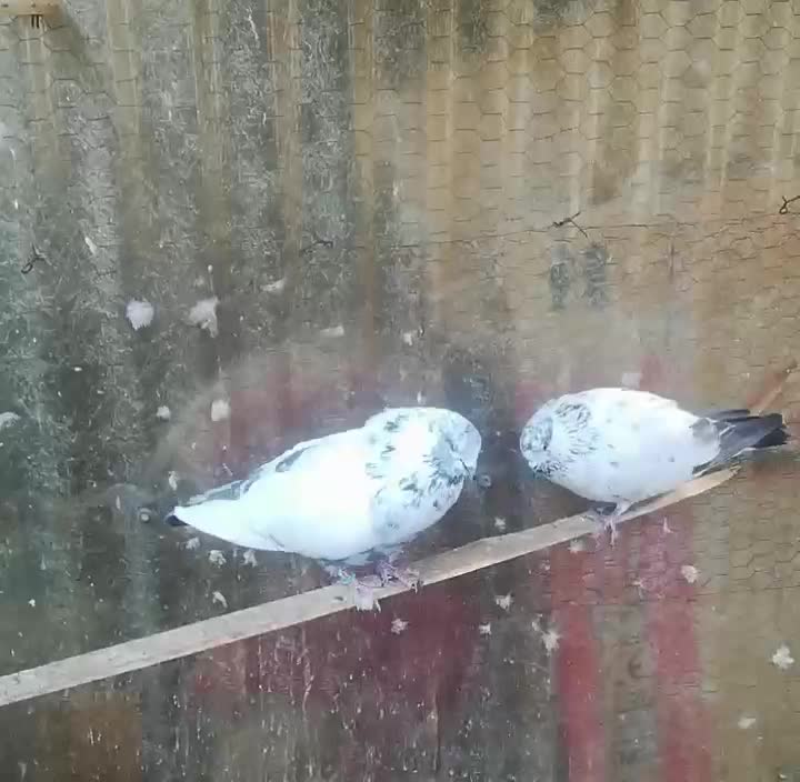 کفتر نر پرشی جنس درست|پرنده|تبریز, |دیوار