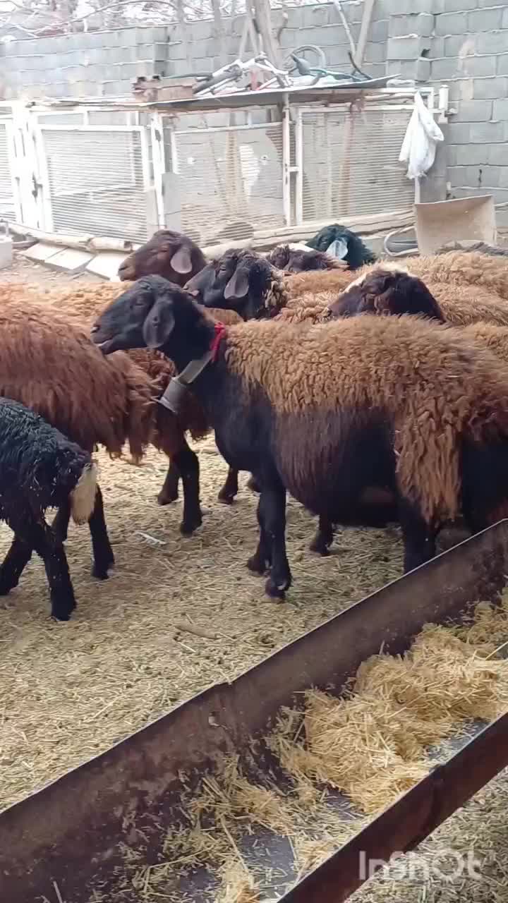 میش زایده|حیوانات مزرعه|اصفهان, زیار|دیوار