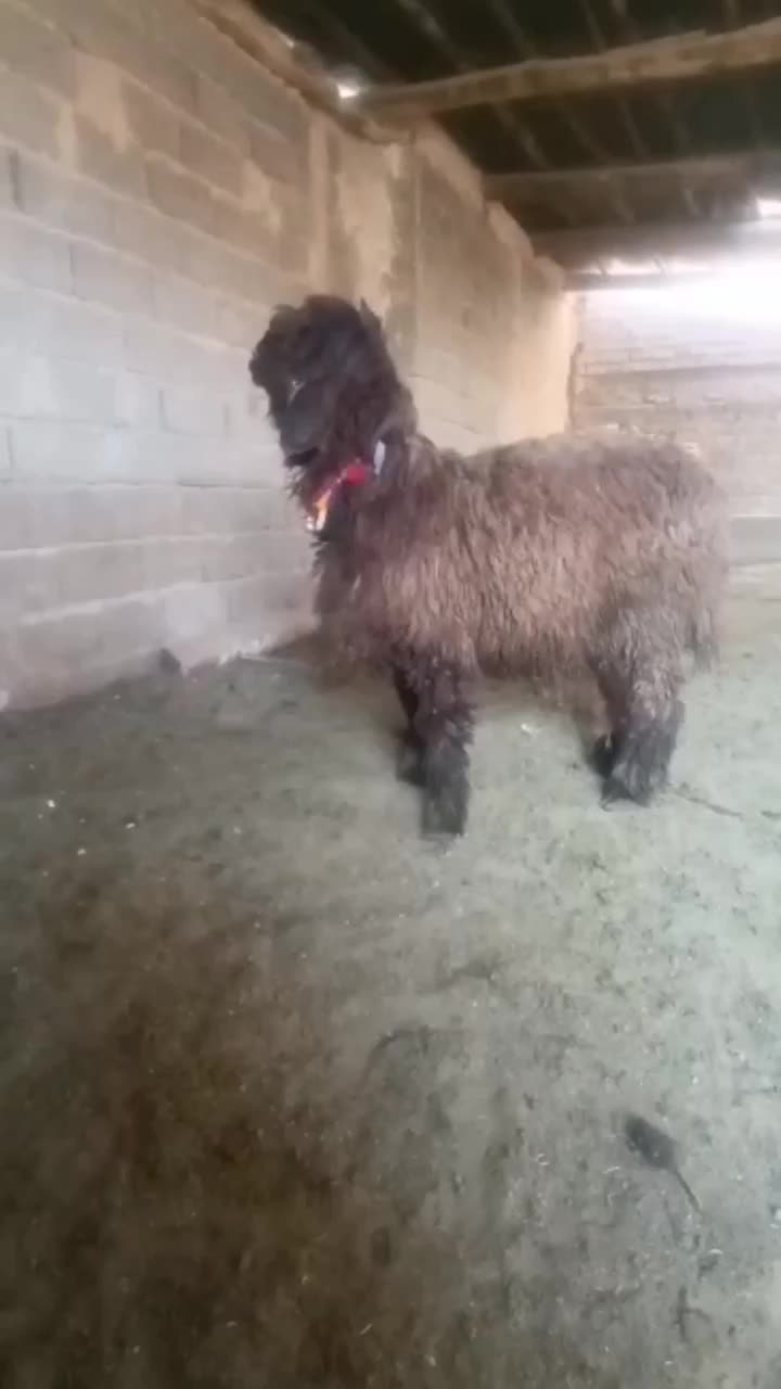 بره نر|حیوانات مزرعه|شیراز, بید زرد|دیوار