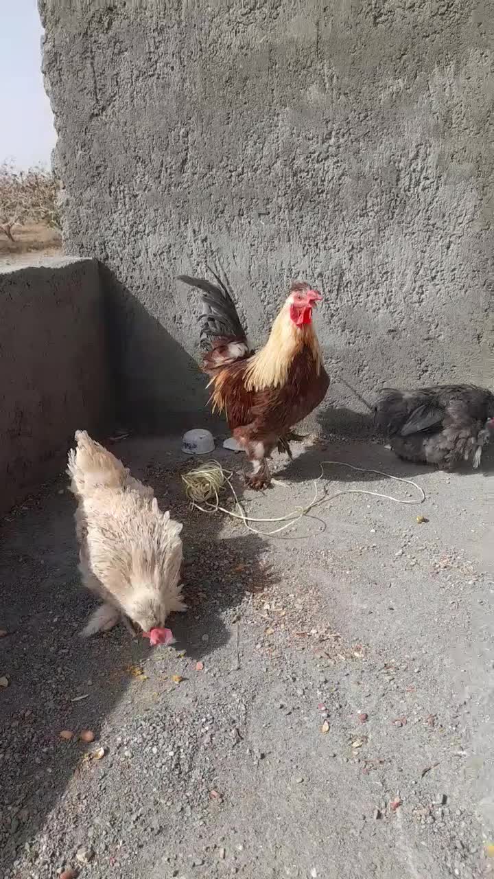 مرغ وخروس گلین لری|حیوانات مزرعه|شادمهر, |دیوار