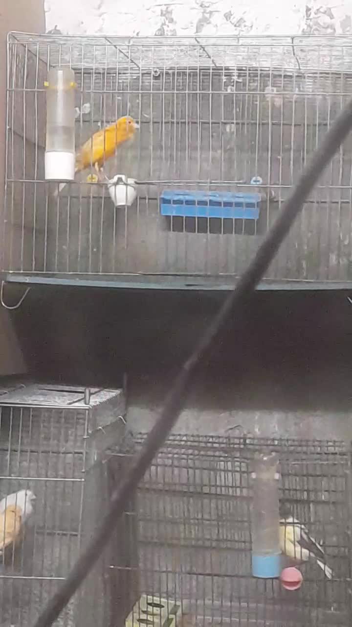 قناری نر سرخ تبریزی درقرچک|پرنده|قرچک, مهدیه|دیوار