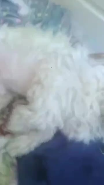 توله شیتزو خالص شناسنامه دار|سگ|خمین, |دیوار