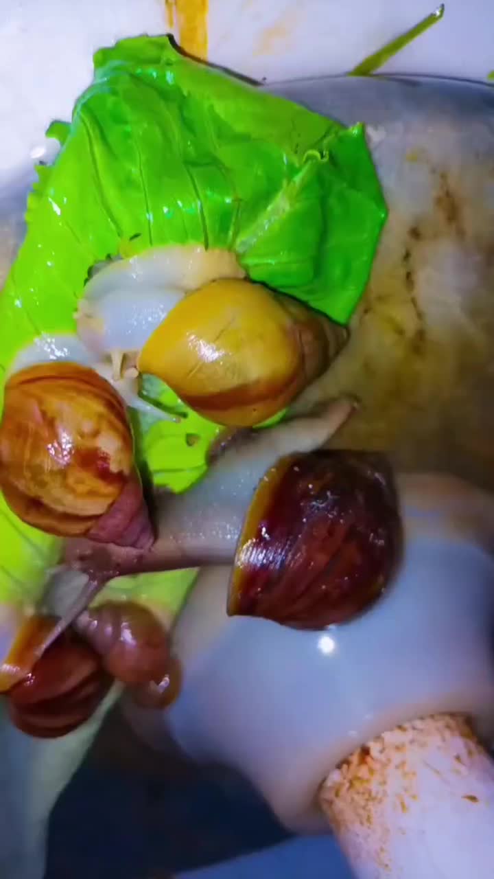 حلزون‌آلبینو مناسب صورت|خزنده|پرند, فاز ۵|دیوار