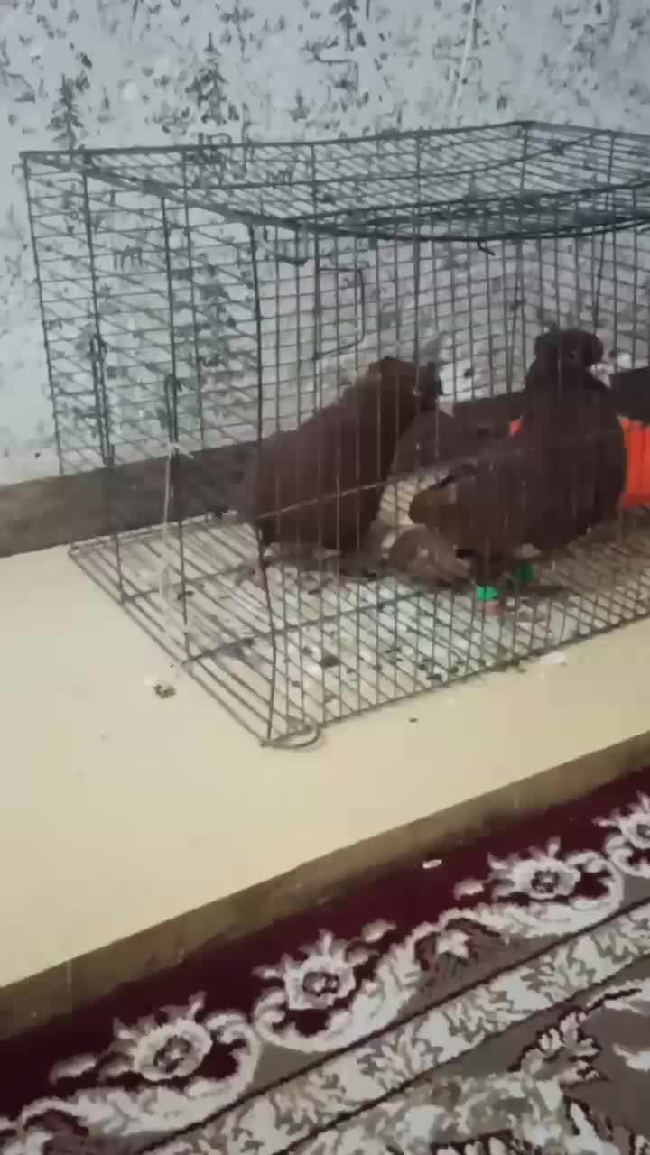 کبوتر سرخ دم سفید|پرنده|شوشتر, |دیوار