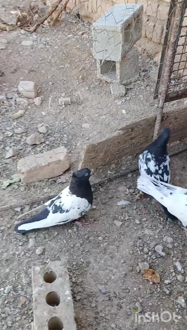 کبوتر طوقی کله سینه پلاکی|پرنده|سیدان, |دیوار