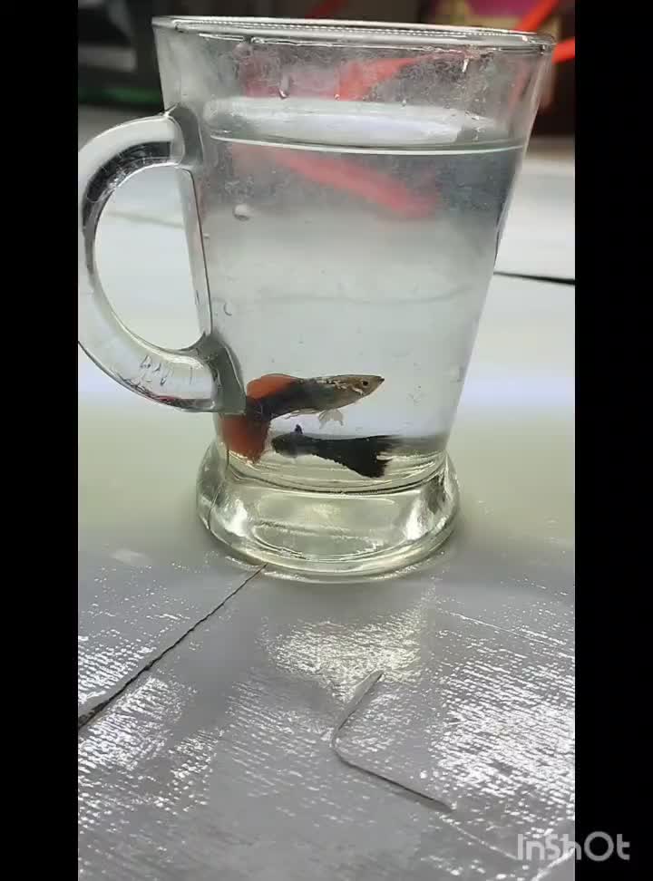 گوپی رد و بلو|ماهی|تربتحیدریه, منصوریه|دیوار