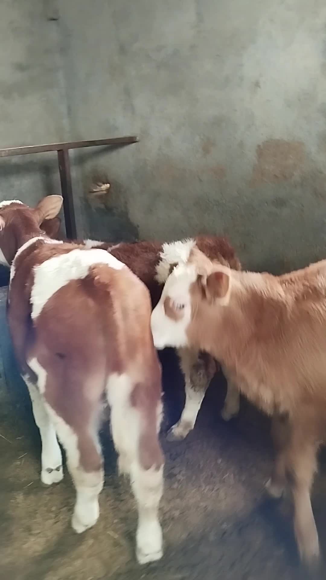 11راس سمینتال درجه یک|حیوانات مزرعه|رامند, |دیوار