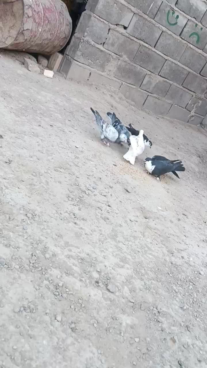 نرماده ریش سیاواکسی|پرنده|هامون, |دیوار