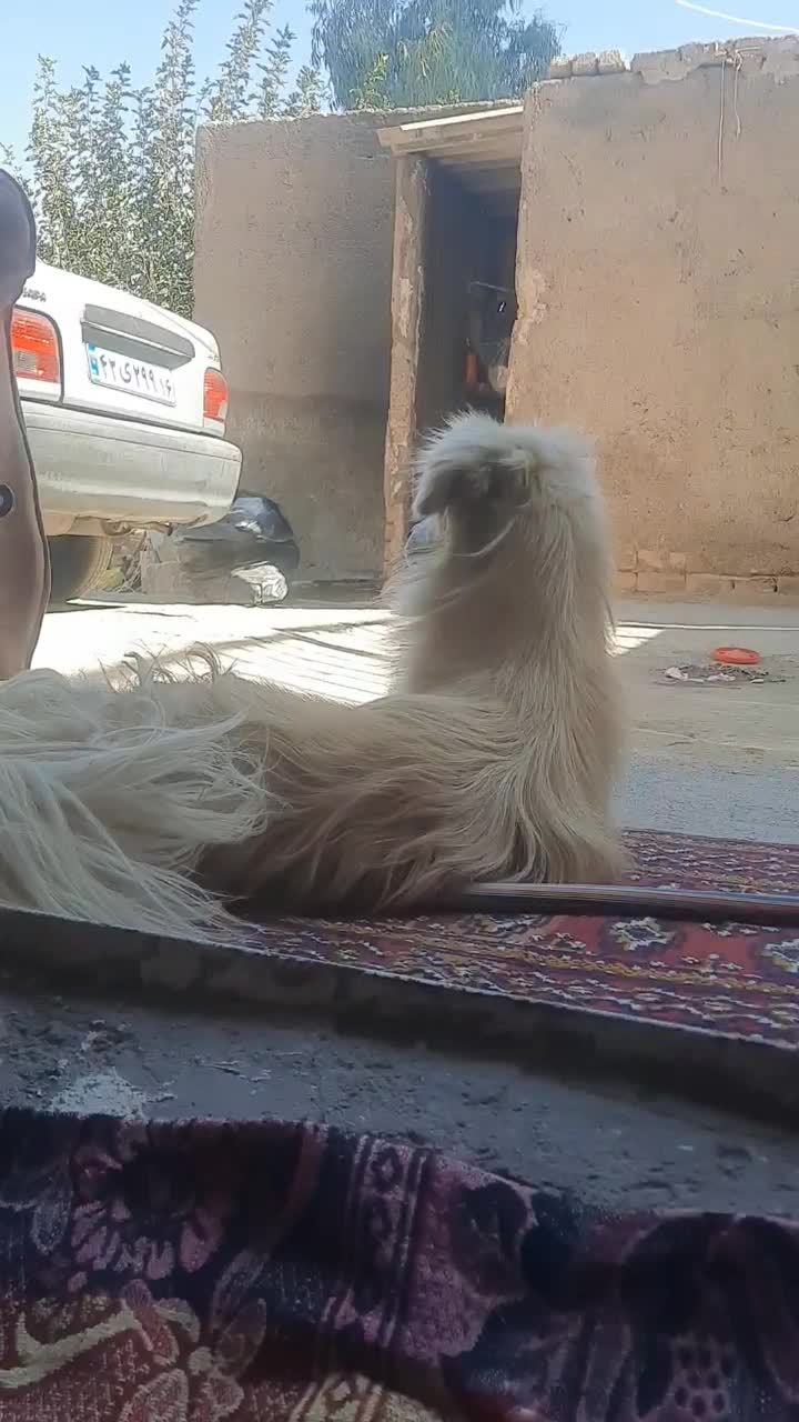 سگ پامرانین و شیتزو|سگ|قنوات, |دیوار