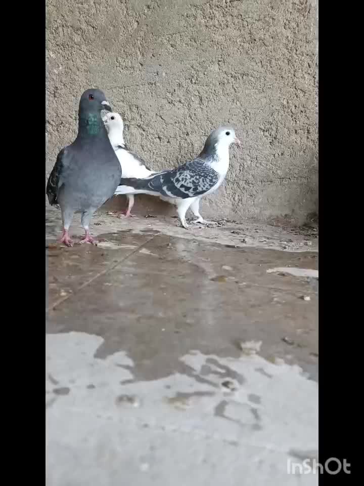 کفتر جوانه عتیقه|پرنده|زابل, |دیوار