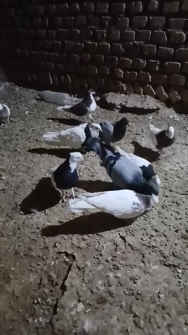 طوقی|پرنده|جوین, |دیوار