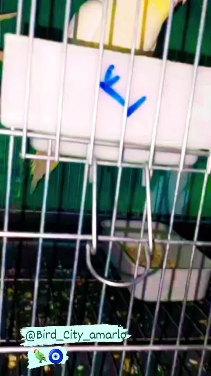 ق.ن.اری|پرنده|محمدیه-قزوین, |دیوار