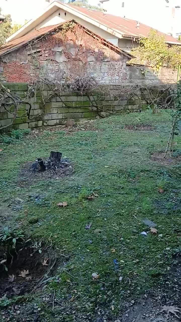 ویلایی بازسازی شده ویو باغ گیاهشناسی نوشهر|اجارهٔ خانه و ویلا|نوشهر, |دیوار