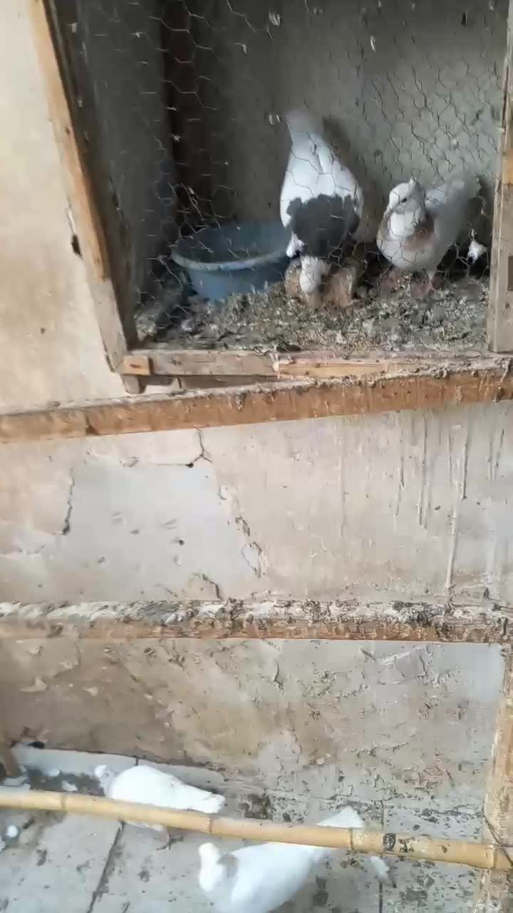 کبوتر طوقی|پرنده|کرمانشاه, |دیوار