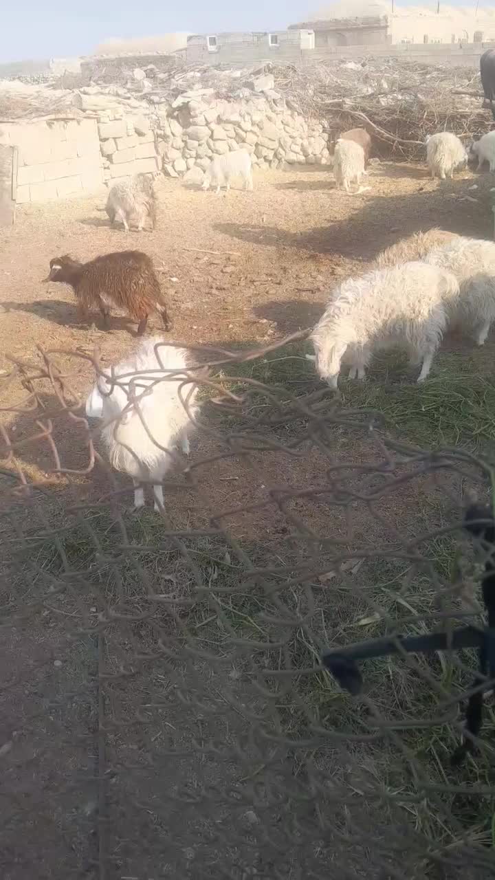 ۱۲ عدد کهره فروشی|حیوانات مزرعه|ارزوئیه, |دیوار