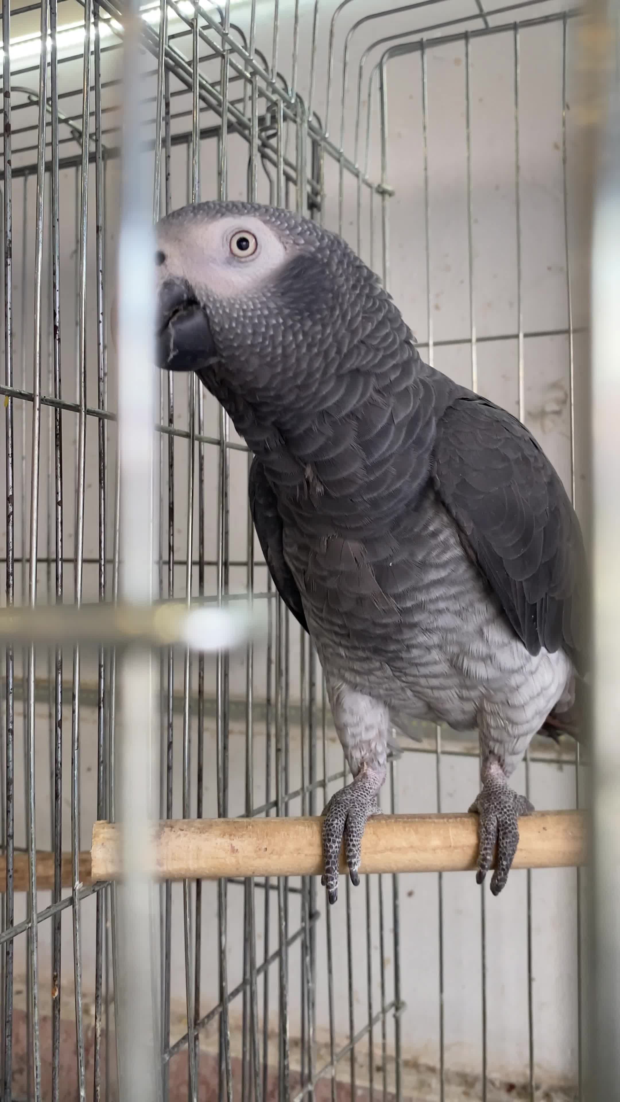 کاسکو سخنگو|پرنده|آمل, |دیوار