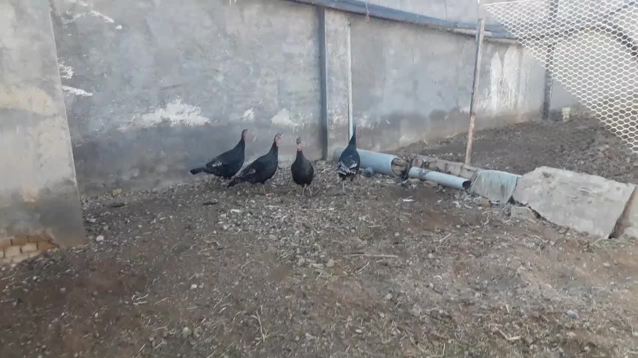 4عدد بوقلمون|حیوانات مزرعه|شهرکرد, |دیوار