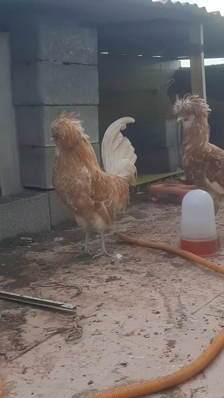 خروس پولند بوف اصیل|حیوانات مزرعه|نکا, |دیوار