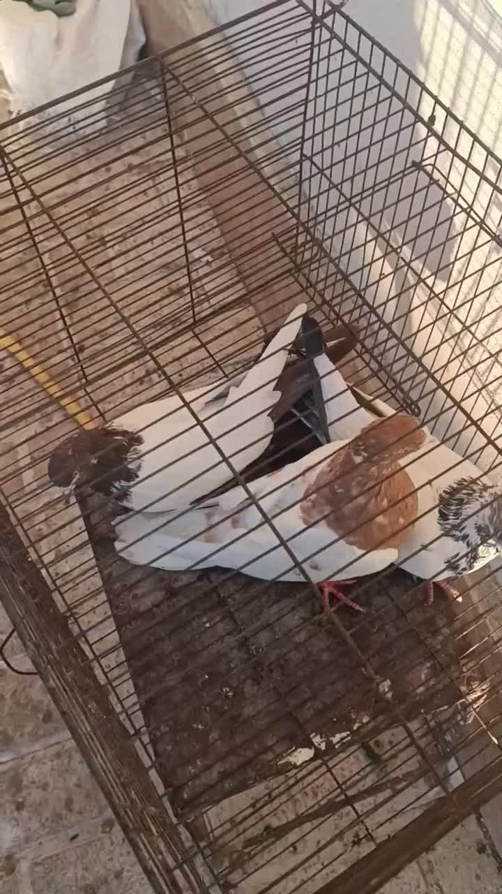 کبوتر کله دار|پرنده|سنندج, |دیوار