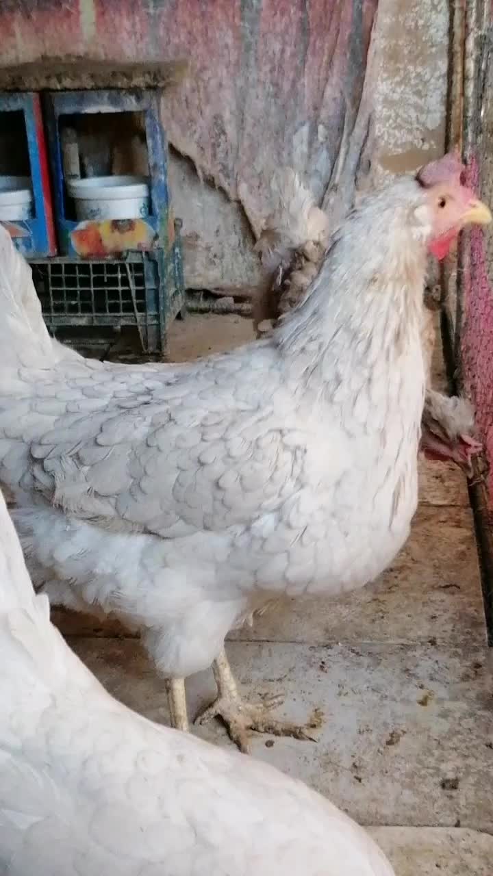 مرغ محلی سفید|حیوانات مزرعه|سبزوار, جوادیه شرقی|دیوار
