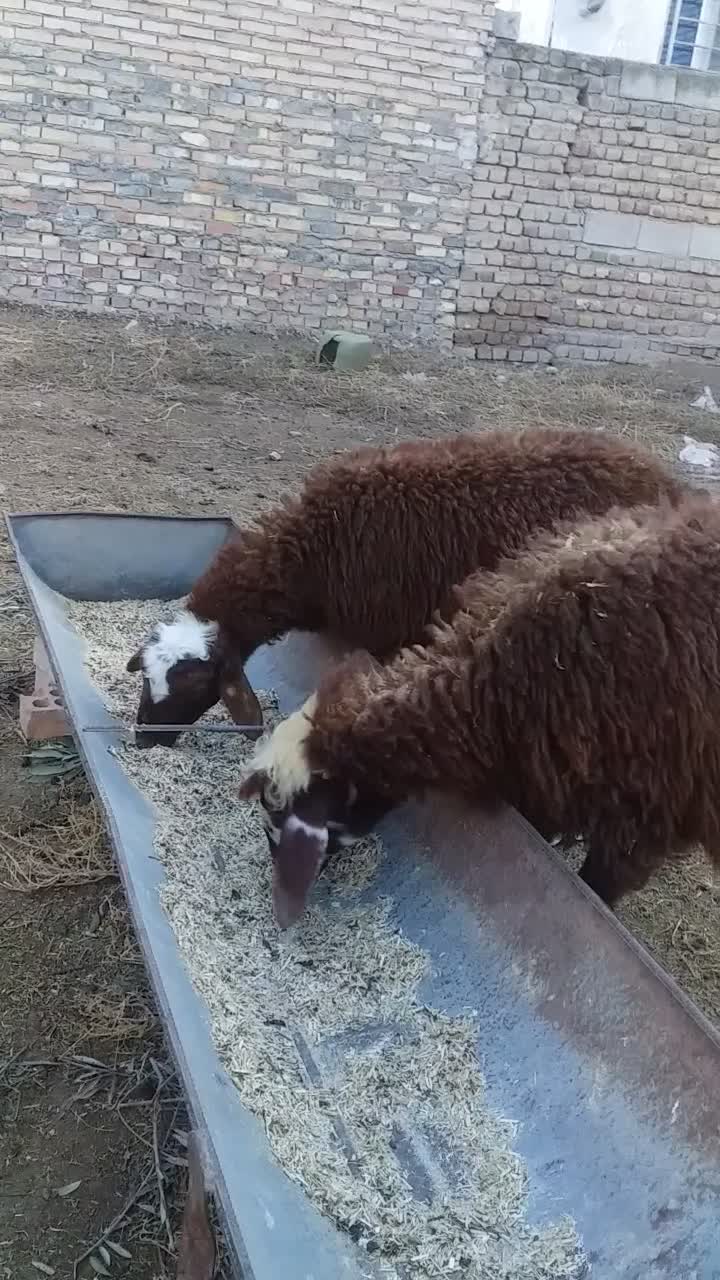 بره قرمز بختیاری ترکمنی درشت|حیوانات مزرعه|گنبد کاووس, |دیوار