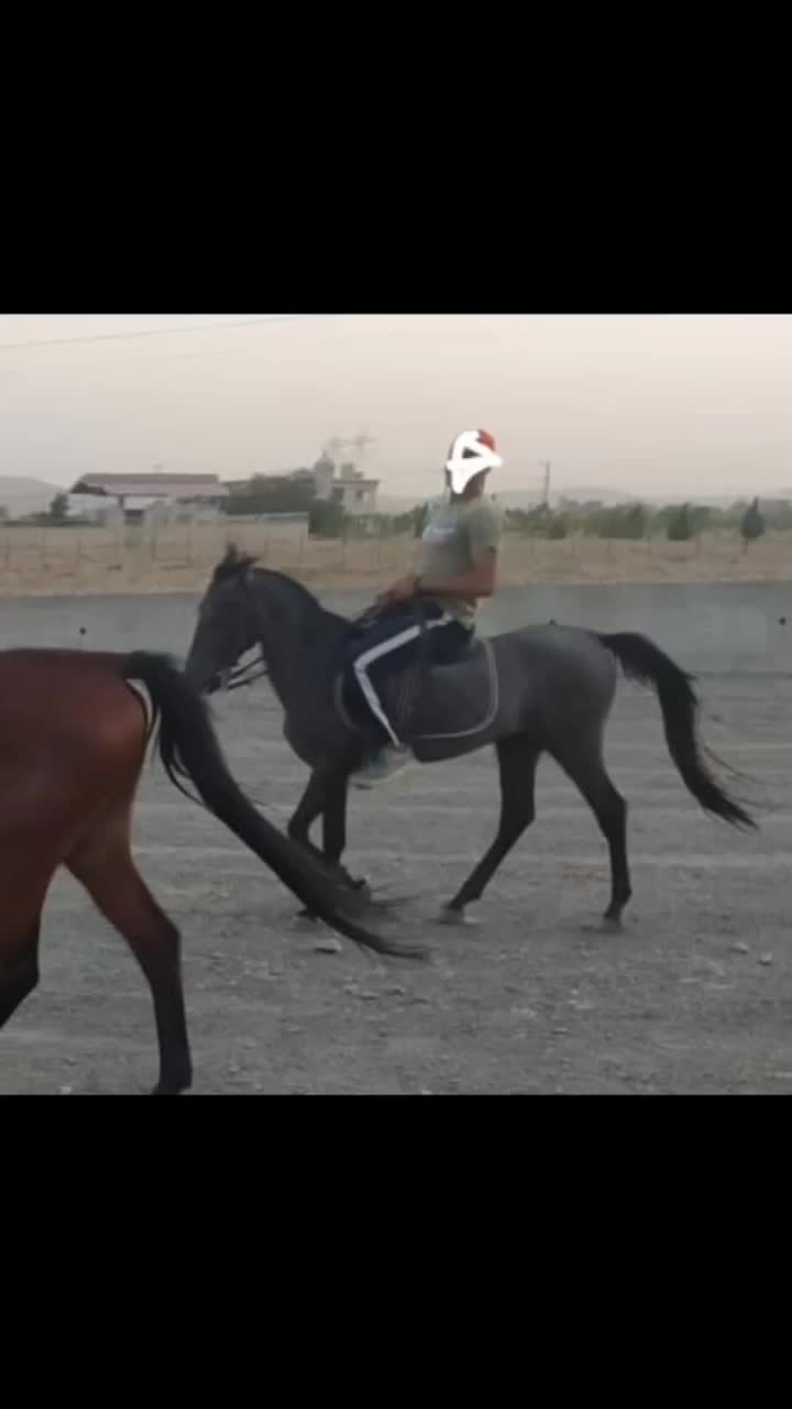 اسب نریون ۳ساله پرخون کرد|اسب و تجهیزات اسب‌سواری|مشهد, شهرک صنعتی توس|دیوار