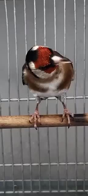 سهره عتیقه|پرنده|پاکدشت, حصار امیر|دیوار