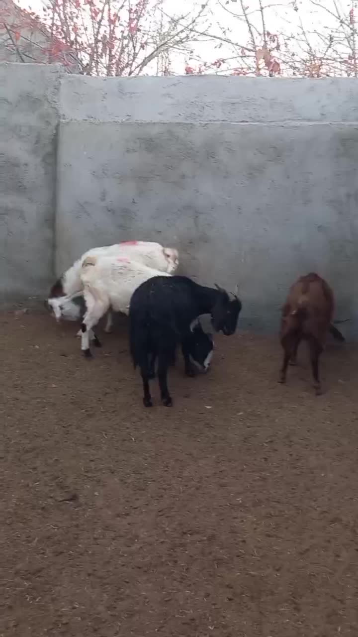 ۴ راس بز|حیوانات مزرعه|شاهرود, |دیوار