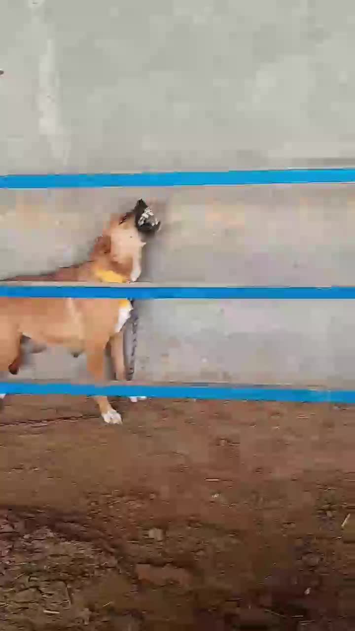 واگذاری سگ افغان نگهبان گله|سگ|باقرشهر, |دیوار