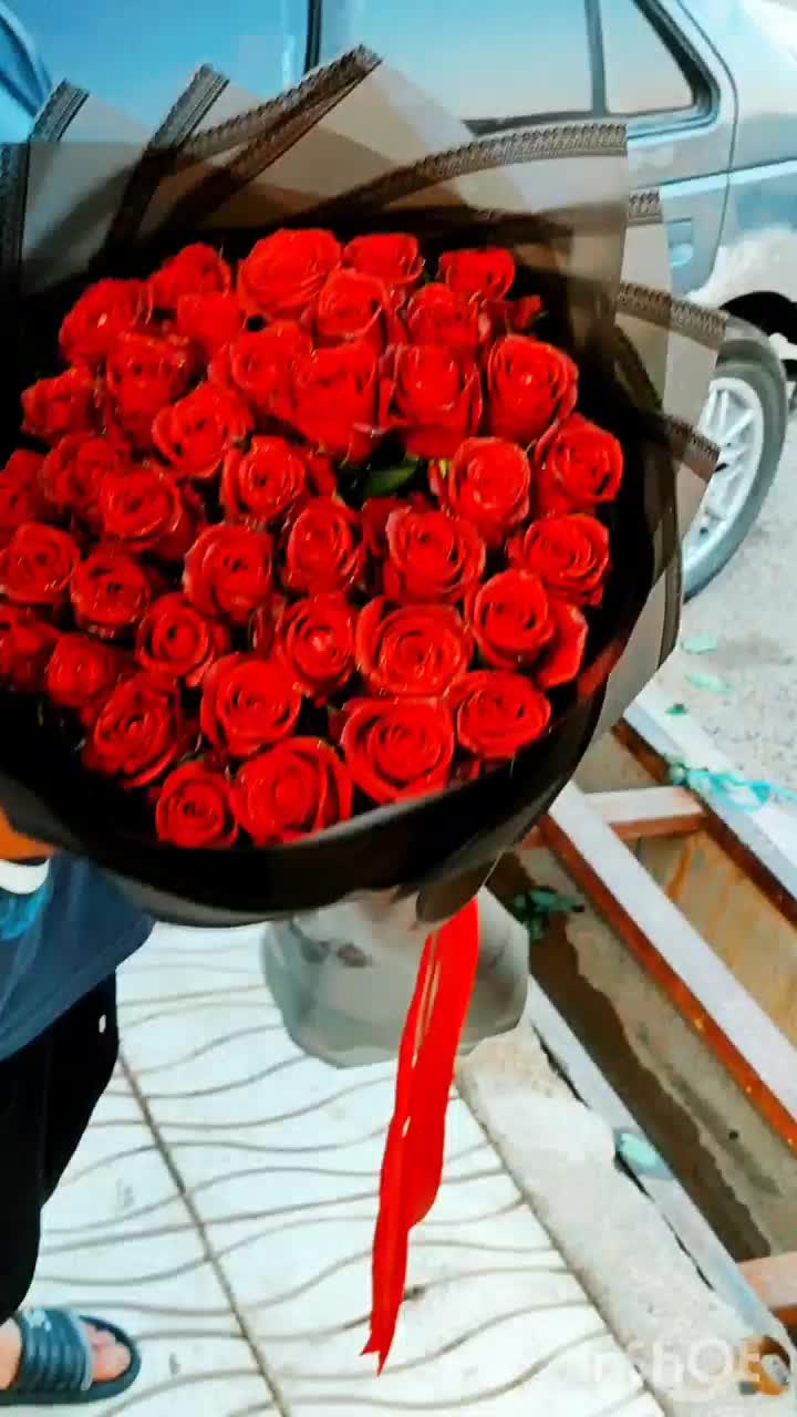 پخش رز هلندی سوپر مستقیم از گلخانه به بازار|گل و گیاه طبیعی|شیراز, سینما سعدی|دیوار