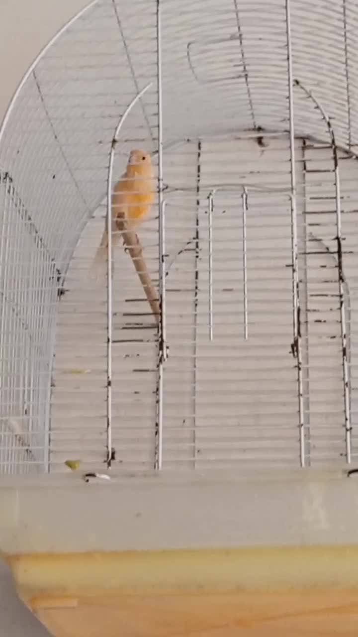 قناری نر بخون آماده آماده|پرنده|زاهدان, |دیوار