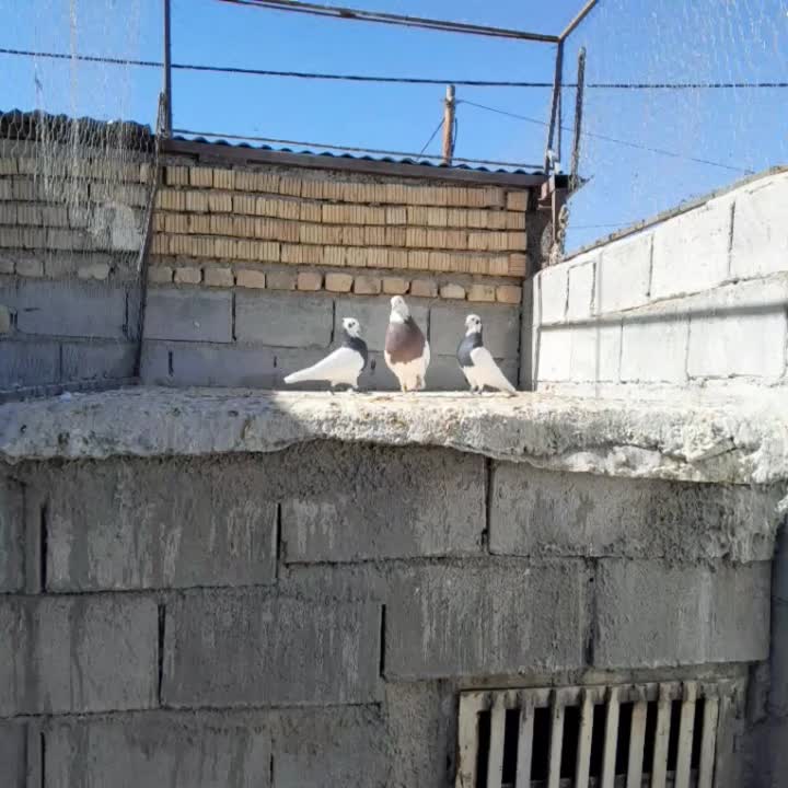 کبوتر طوقی|پرنده|رونیز, |دیوار