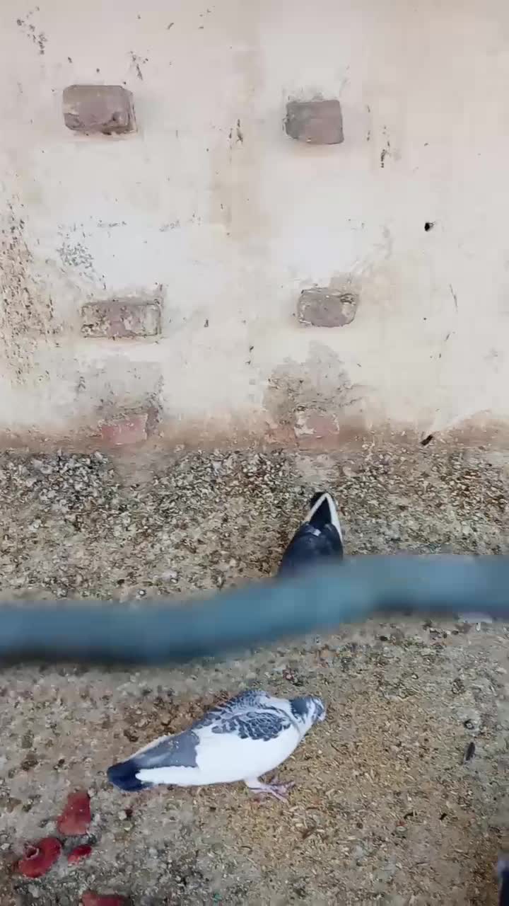 کفتر پلنگ سیا|پرنده|بیرجند, |دیوار