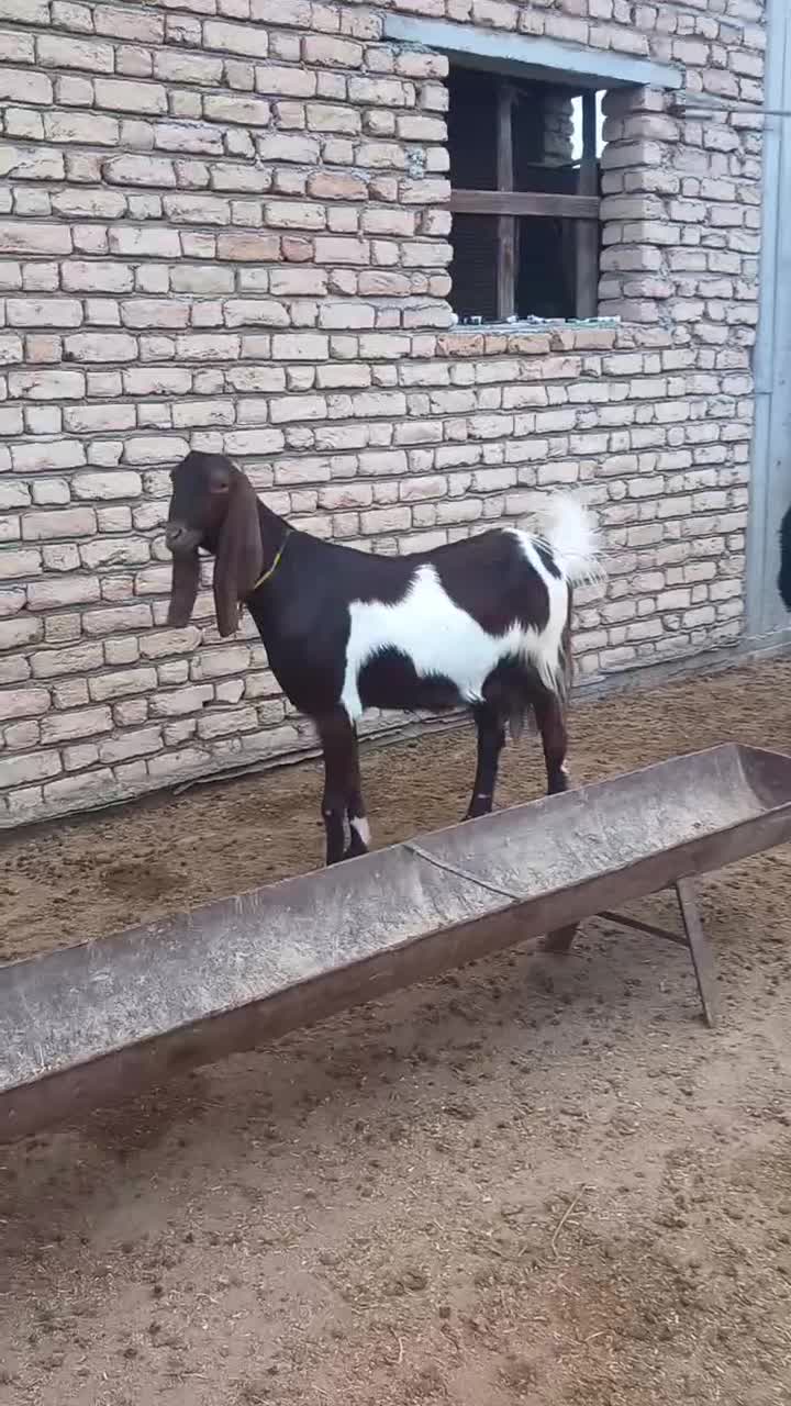 بز آبستن و چوش و بره نر ماده|حیوانات مزرعه|سیمین شهر, |دیوار